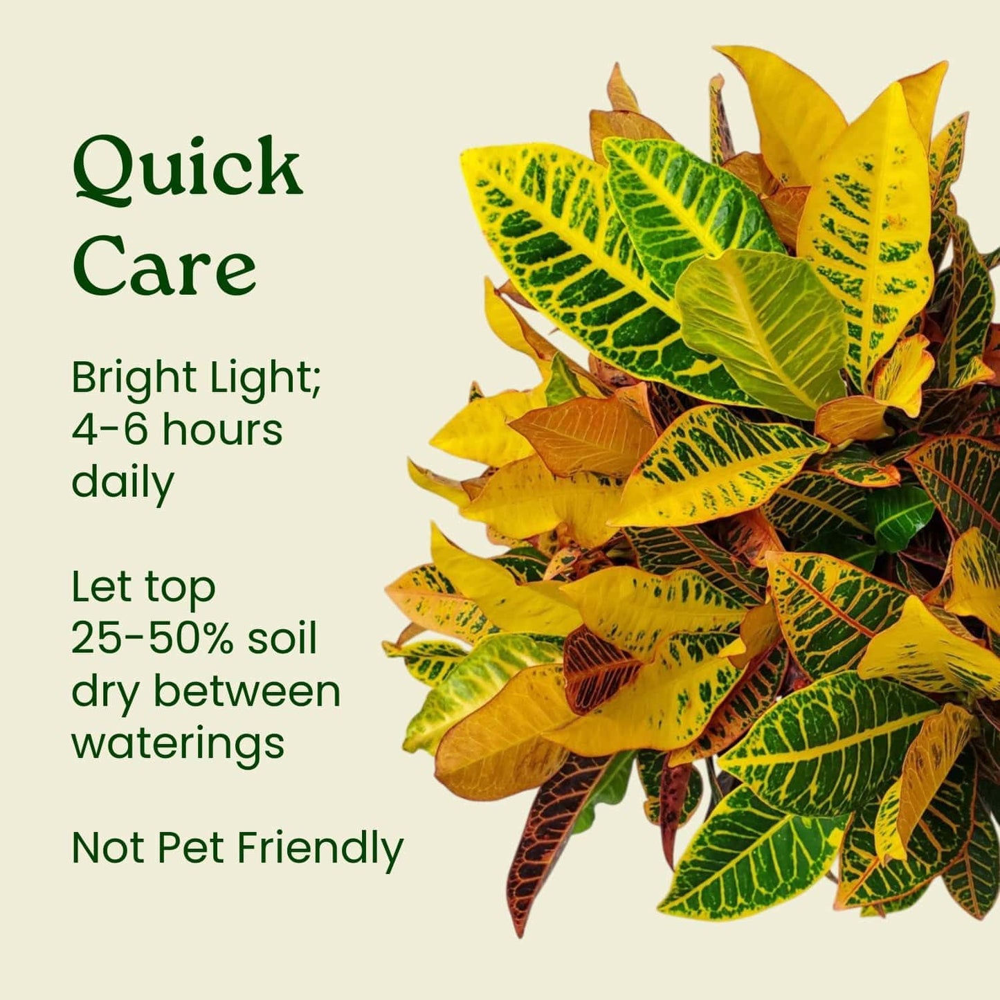 Tropical Plants of Florida Croton Petra Live Plant - 1 Gallon 12 to 16 Inch Tall Variegated Foliage Plant Indoor Outdoor Colorful Houseplant Nursery Pot