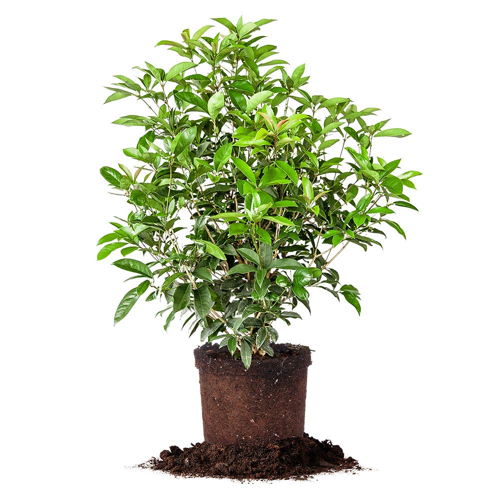 Perfect Plants Tea Olive 3 Gallon