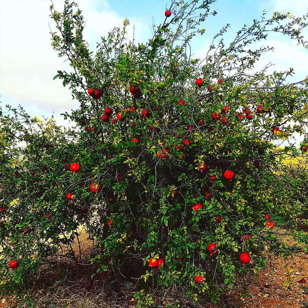 Votaniki Russian Pomegranate Tree — Live Plant 1-2 ft Tall for Garden or Backyard | Cold Hardy, Perennial & High-Yielding Edible Fruit Tree for Planting Outdoors, Easy-to-Grow (2 Pack)