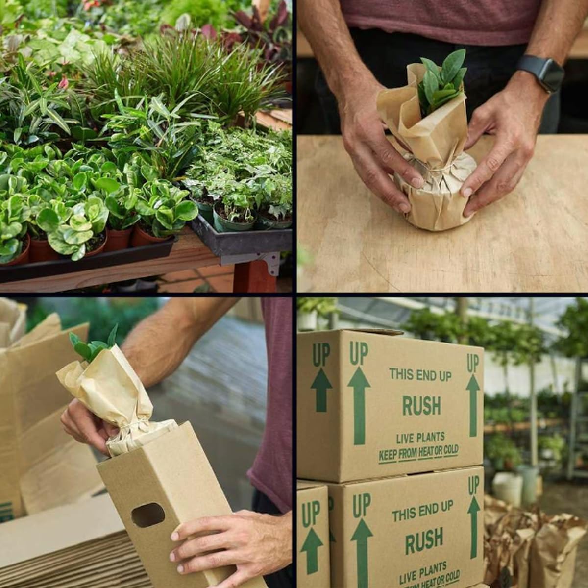Metallic Peperomia | Live Plant for Indoor & Outdoor | for Living Room, Office, Bathroom | (4" Pot)