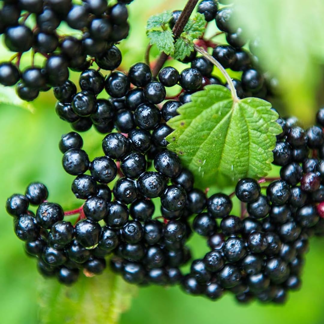 Sweet Elderberry Tree Live Plant for Zones 4 to 8, Cold Hardy American Elderberry Bush Shrub Size 1-2 Feet in Tall, Outdoor Planting