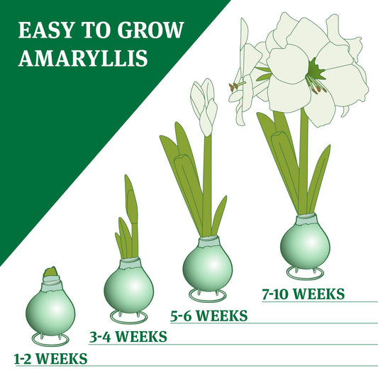 Robin's Egg Waxed Amaryllis Flower Bulb with Stand, Grow Real Blooming Indoor Spring Flowers, No Water Needed