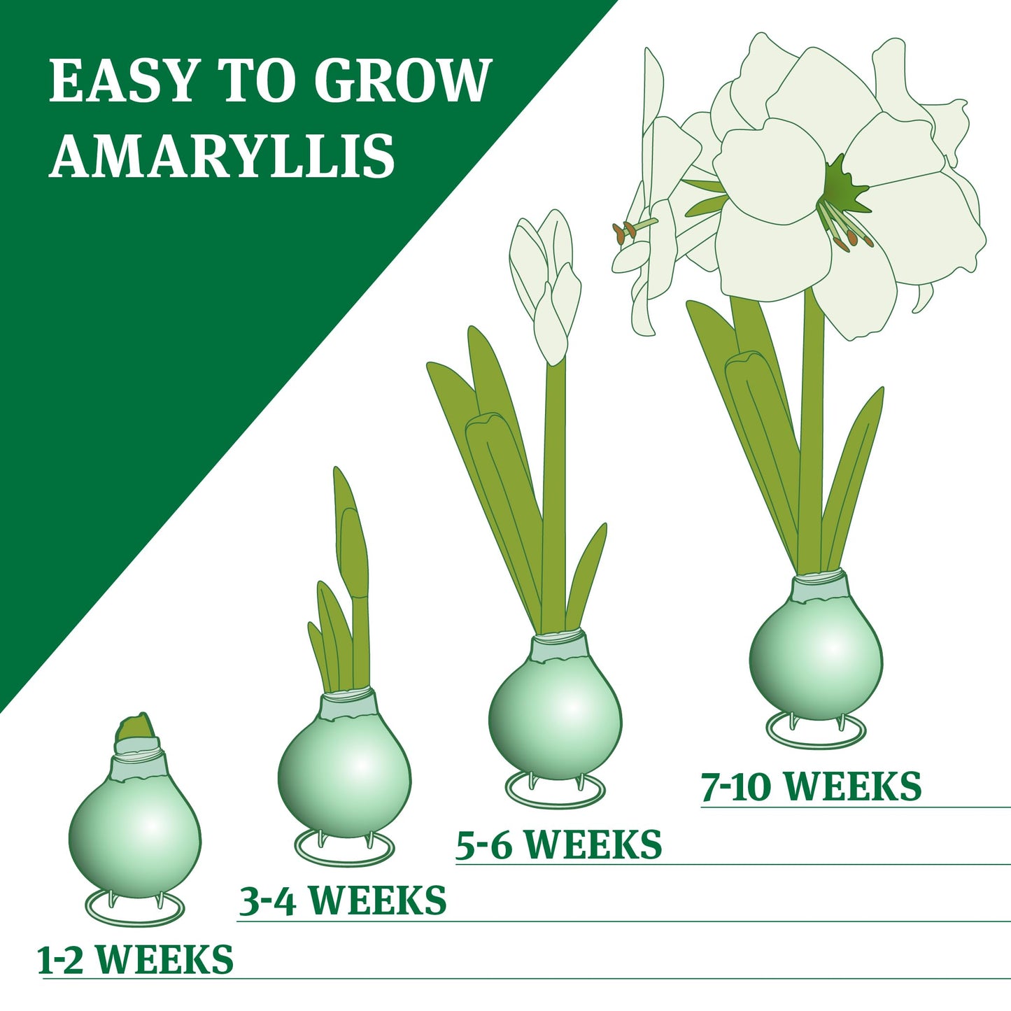 Spring Waxed Amaryllis 3-Pack Variety Collection, Flower Bulbs with Stands, Grow Real Blooming Indoor Spring Flowers, No Water Needed