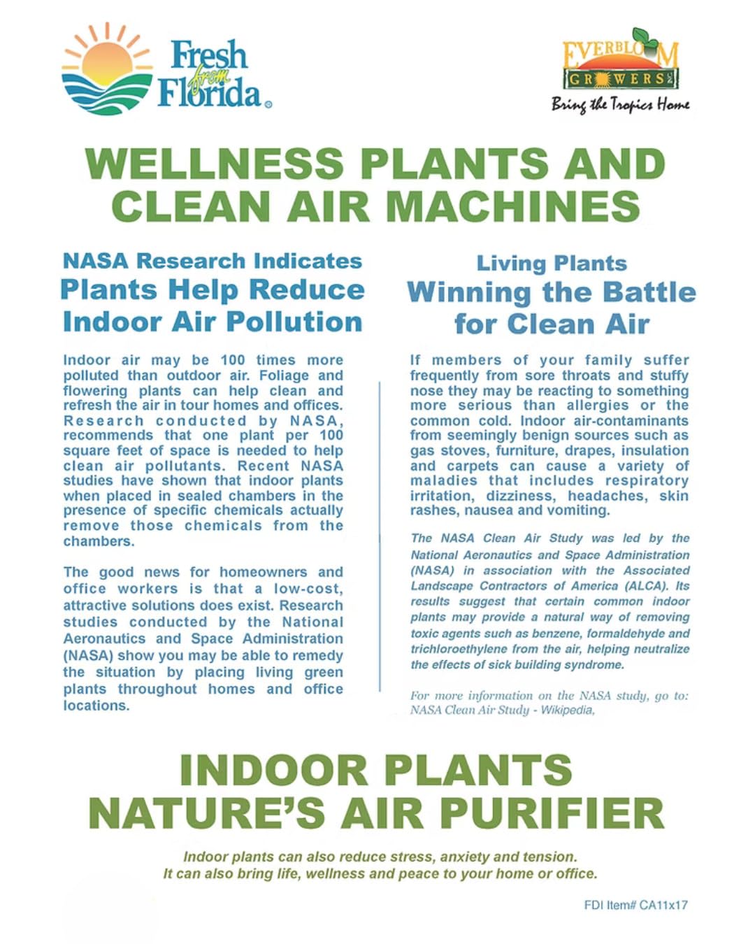 Live Plant Starter Pack | 3 Large Indoor Plants in 10” Pots – Alocasia Regal Shield, White Bird of Paradise & Monstera Deliciosa | Perfect for Apartments, New Homes, Dorm Rooms & Housewarming Gifts
