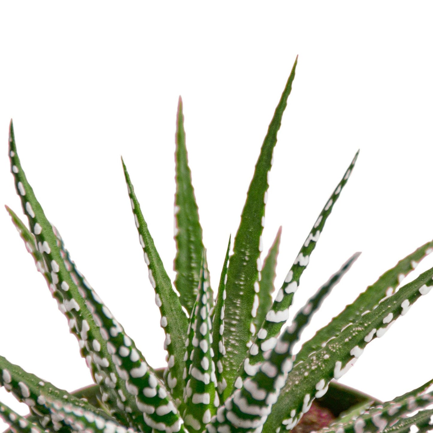 3 Pack Zebra Succulent - 6" Pot in 6in Pot - Live Succulent - Low Maintenance - Easy to Grow |Pet Friendly | Variegated | USA Growers | The Snobby Leaf