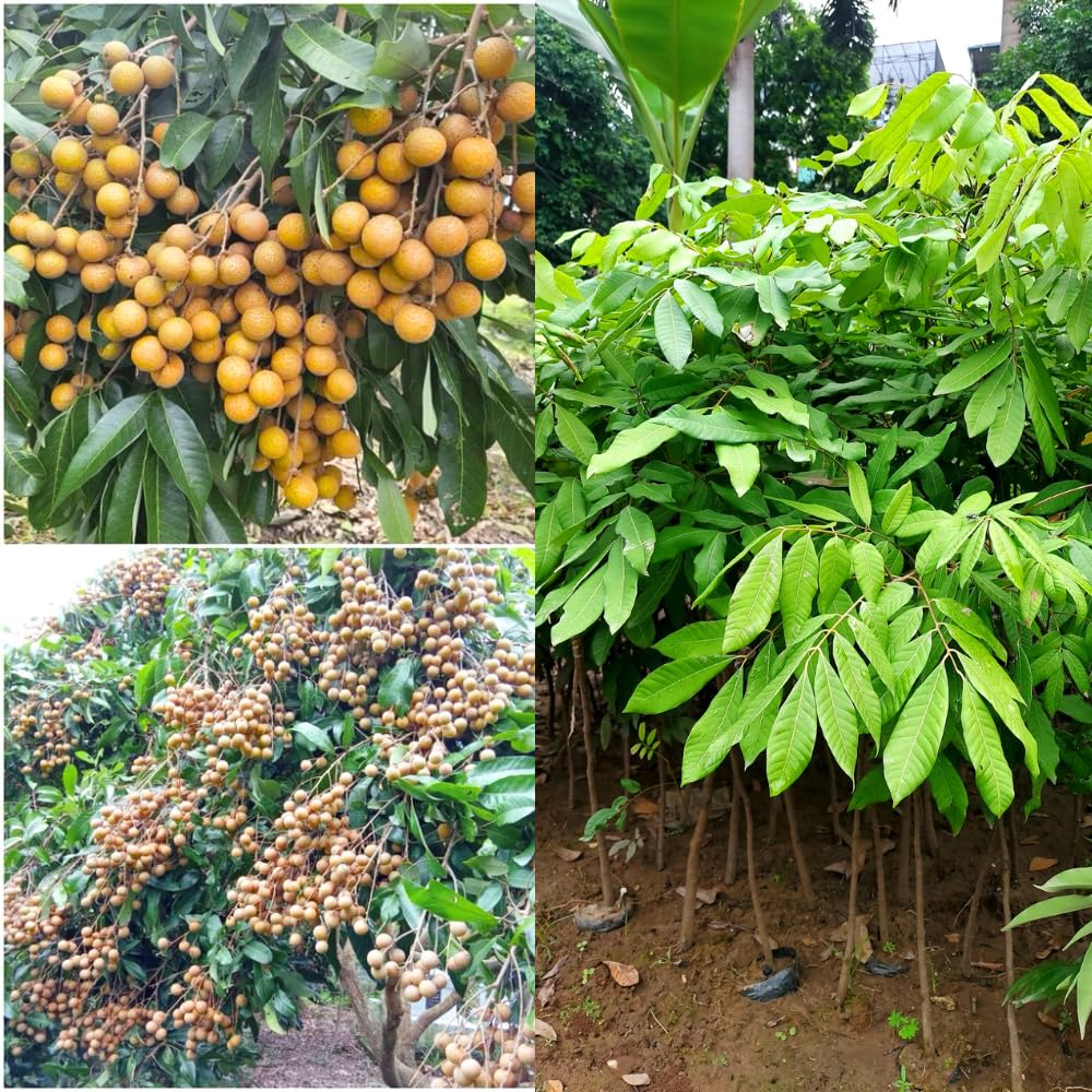 1 Year Old Longan Tree Live Plant, Well-Rooted for Zones 9-11, 8-10 Inches Tall in 4 Inch Pot, Tropical Fruit Tree for Indoor or Outdoor Growing