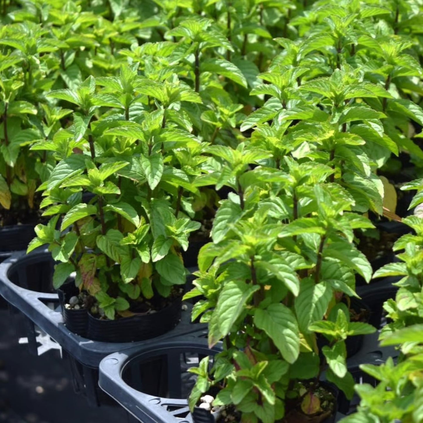 Set of 6 Mojito Mint Live Herb Plants, 3–6 Inches Tall, Fragrant Mint Plants for Indoor Outdoor Garden, Patio, and Culinary Growing