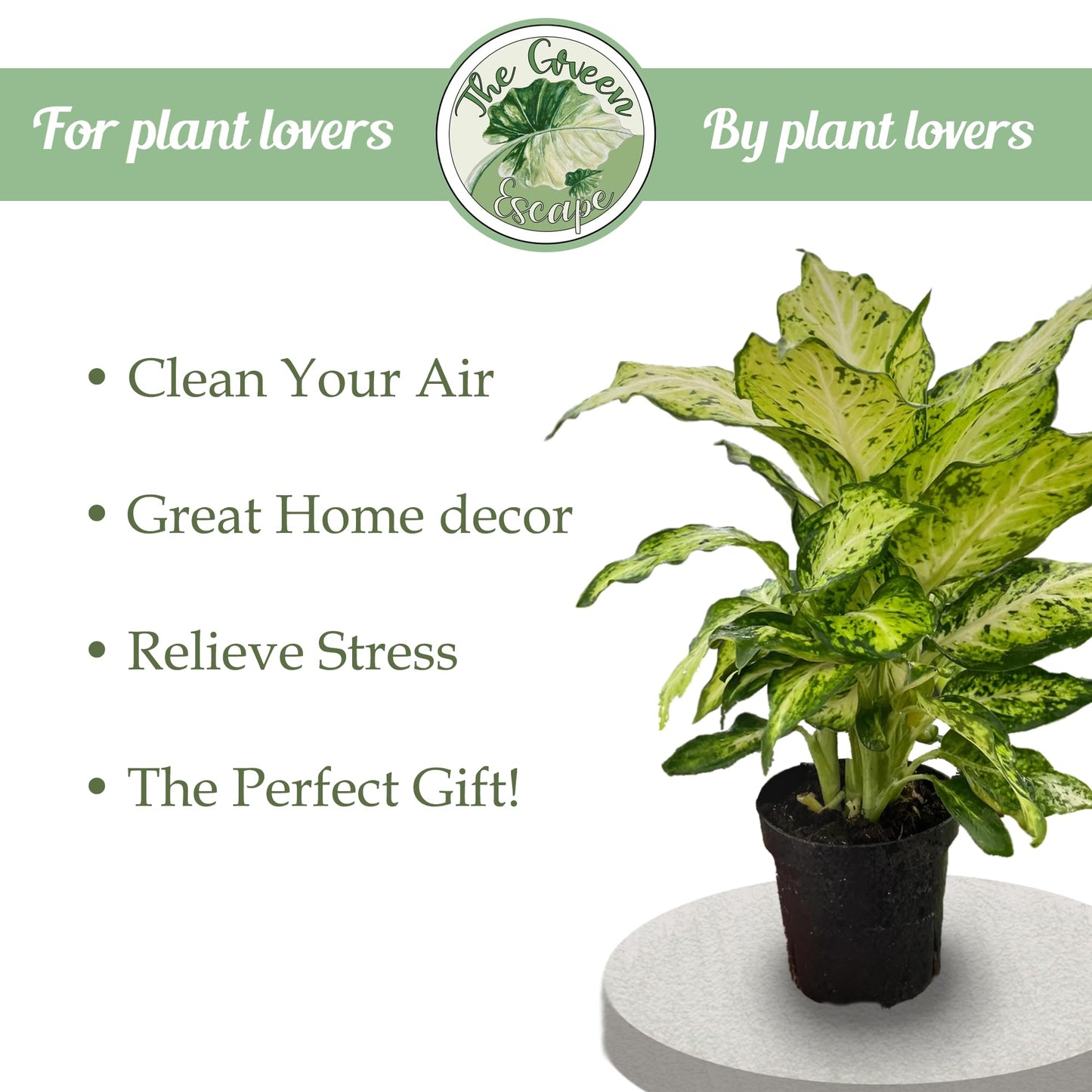 Calathea Exotica Starter Plant