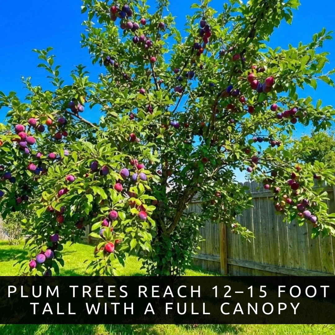 Sweet American Plum Tree Seedling for Planting – Well-Rooted 1-Year-Old Tree, Easy-to-Grow Backyard Fruit Tree for Fresh Plums, Home Orchard, and Culinary Use