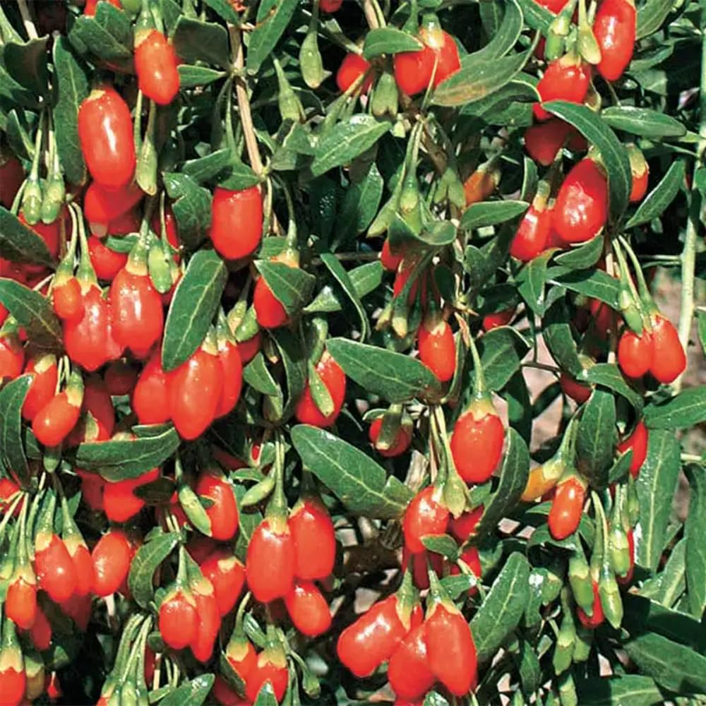 2 Goji Berry Plants Live, 5-9 Inch Tall, Red Goji Berry Bush Live Shrub to Grow Indoor Outdoor Home Garden