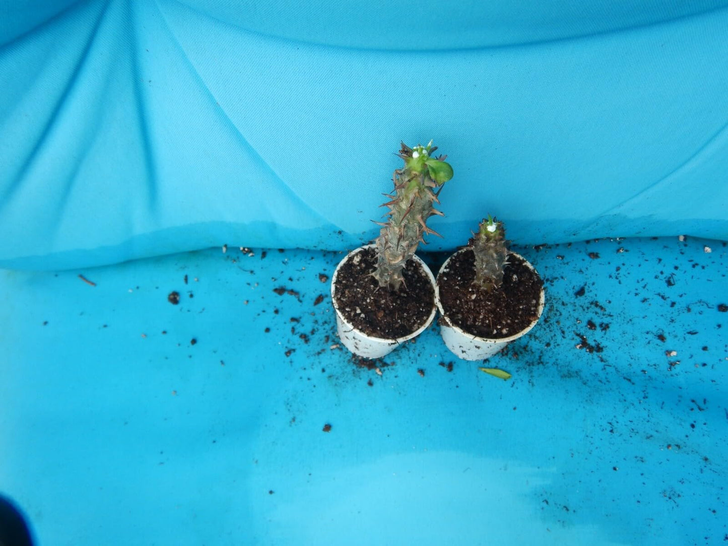 Live Plant - Limeadecrown of Thorns-Euphorbia Miliichrist Plantstarter Plant