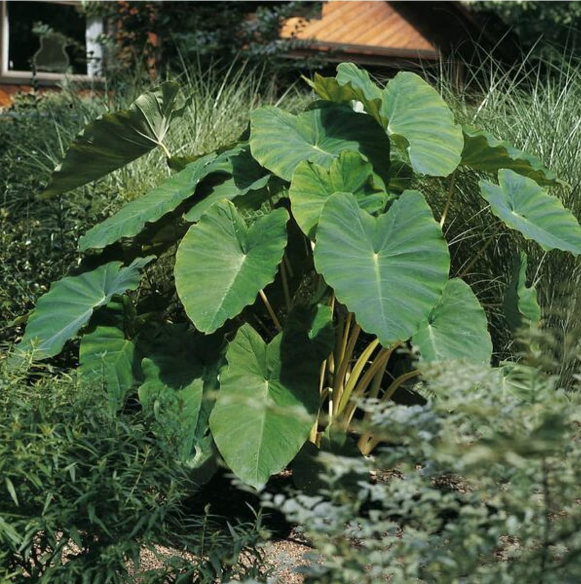 20 Green Elephant Ear Taro Bulbs - cocoyam, dasheen, eddo, Egyptian Ginger, IMO, kalo, colocasia antiquorum, IMO, Dalo, Taro