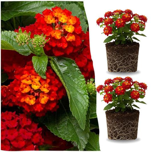 2 Red Lantana Plants Live Trees, Ready to Bloom, Hardy Long Blooming Seasons, Vibrant Colorful Perennial Fragrant, 5-10" in Tall, Full Sun Growing