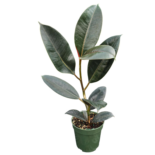 Bumble Plants Burgundy Ficus Elastica Black Rubber Plant [Winter Thermal Packaging Included] | Glossy Dark Green Leaves | Red Mid-Veins | Low Maintenance Unique Houseplants for Easy Indoor Gardens