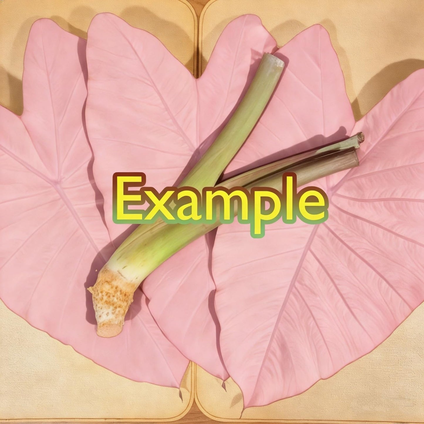 QYTGVSZ MEDSYTIJD Shaped Elephant Ears, a clumping, Shade-Tolerant and Easy-to-Care-for Plant, is Suitable for Outdoor Gardens and Potted environments.-4bulbs