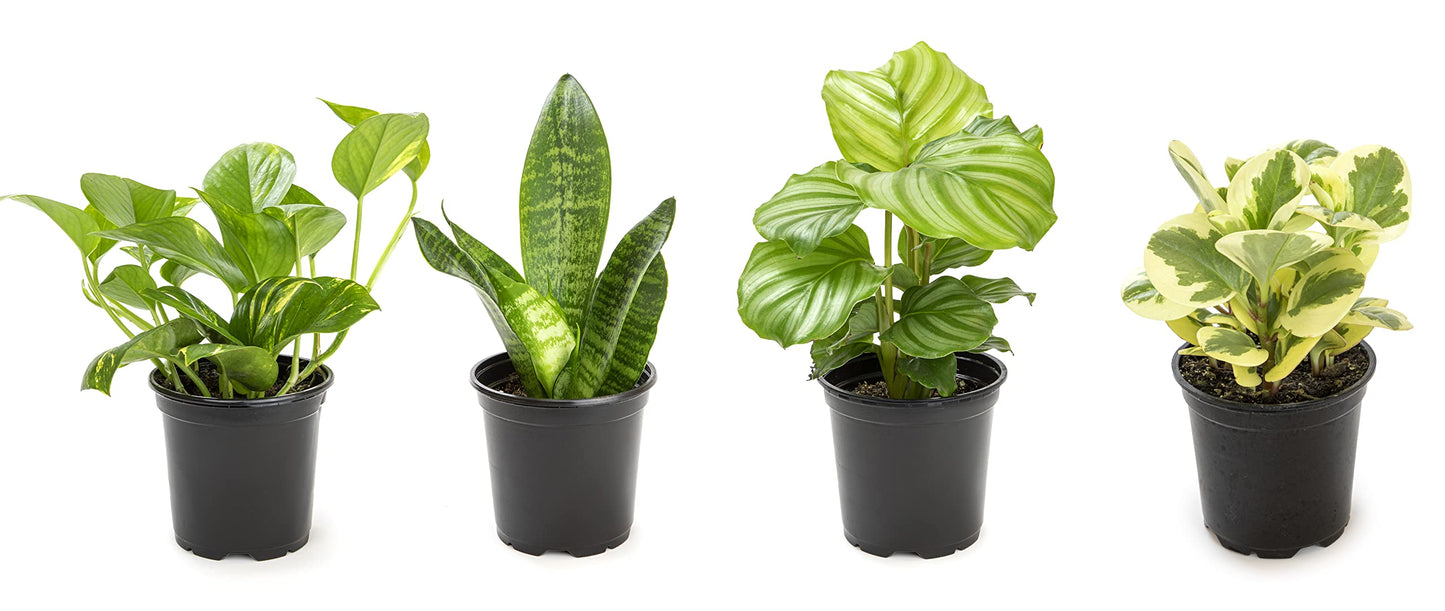 Altman Plants Live Houseplants (12PK), Indoor Plants for Delivery Prime & Essential Houseplant Collection (4PK) Live Plants Indoor Plants Live Houseplants in Plant Pots, Easy House Plants Indoors