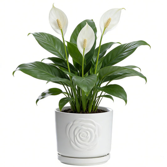Ekirlin 7 Inch Indoor Plant Pots, White Ceramic Flower Planters, Modern Style Succulents Containers with Drain Hole & Saucer Tray, Weatherproof Pot for Decorate Home,Office & Outdoor (Rose Design)