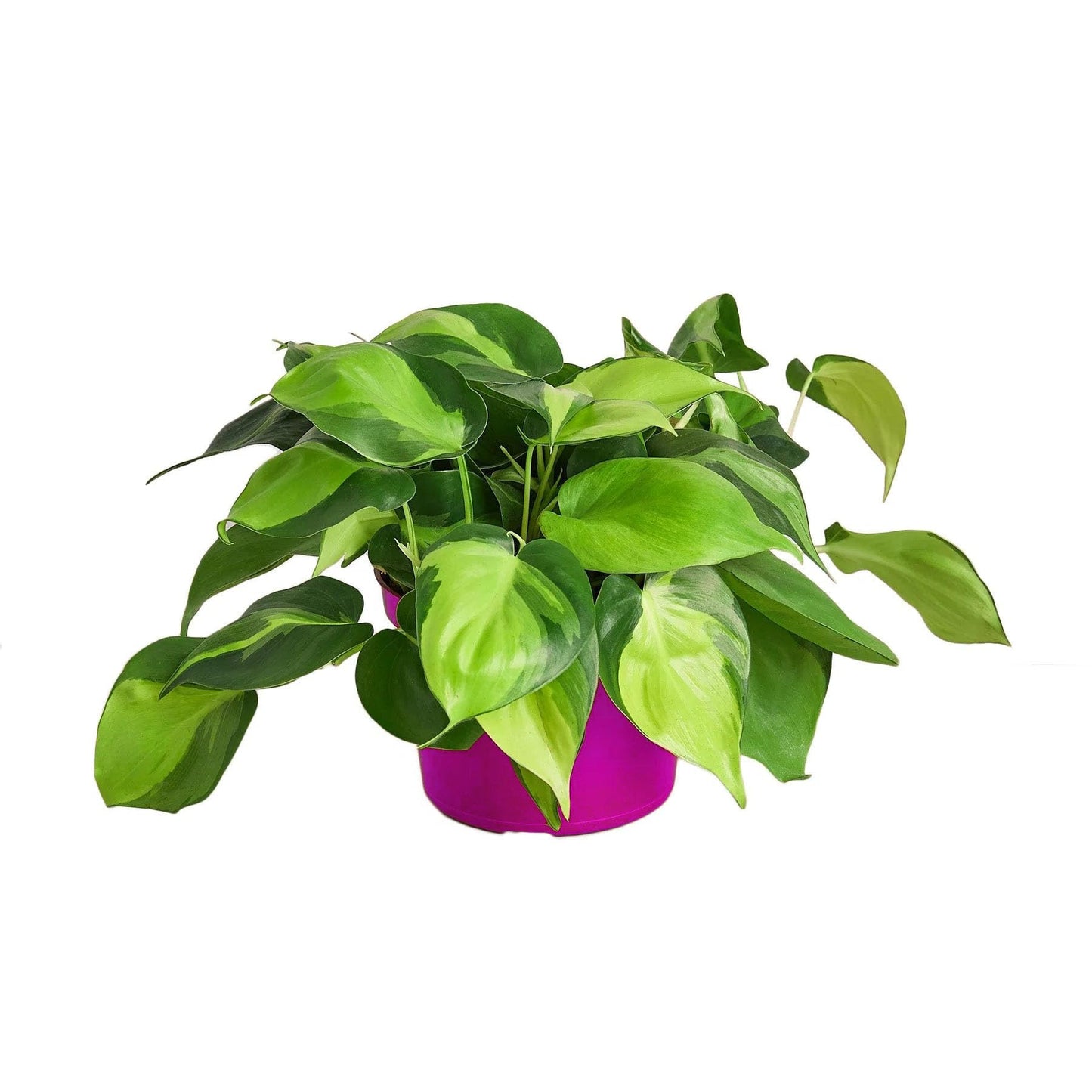 Philodendron 'Brasil' in 3in Pot - Live Tropical Houseplant - Easy to Grow | Air Purifying | Variegated | USA Growers | The Snobby Leaf