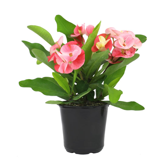 Altman Plants Crown of Thorns Plant (Euphorbia milii) in 4.25" Pot, Easy Plant Care, House Plant & Live Succulent, Year Round Indoor Flowering Plants with Indoor Plant & Live Cactus Soil Potting Mix