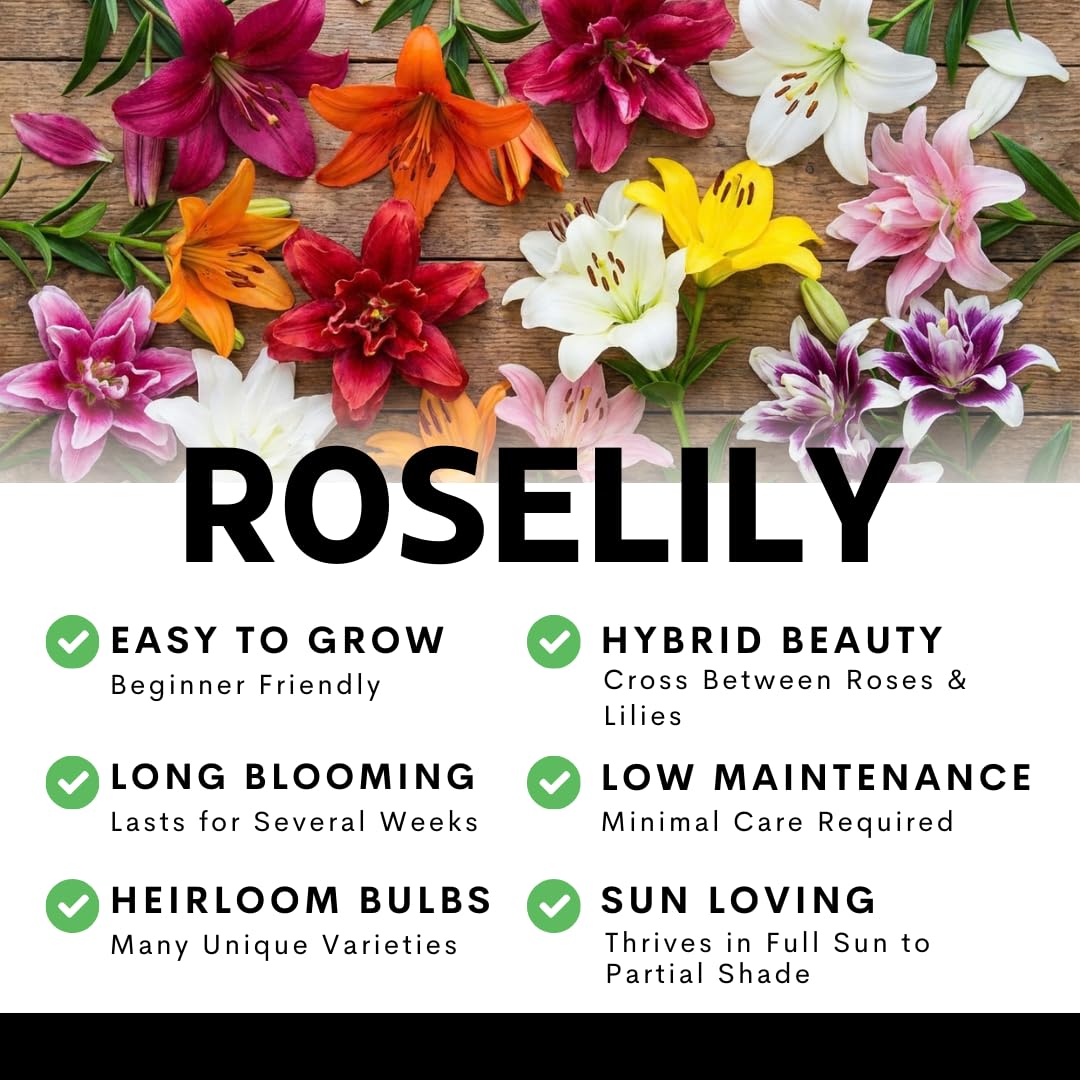 Red Roselily Double Oriental Lily Bulbs – Fragrant, Pollen-Free, Fully Double Blooms – Premium Perennial Flower for Garden Beds & Cut Arrangements (3 Bulbs)