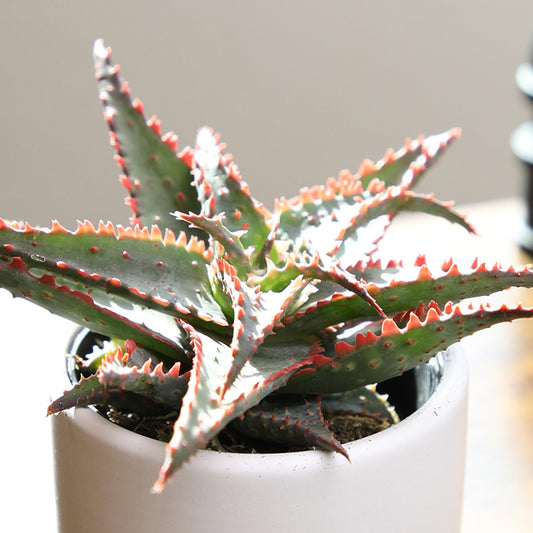 Altman Plants Star Aloe Rare Succulent Plant, Low Maintenance Houseplant, Easy Plant Care, 3.5 in. Grower Pot, Assorted Varieties, Colors Vary, Live Succulents for Plant Lovers