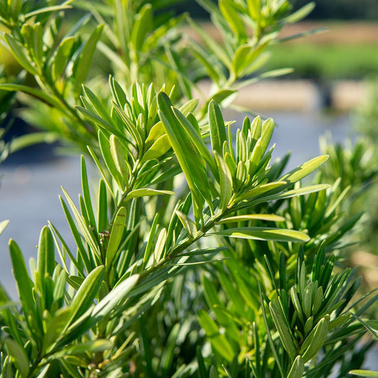 Perfect Plants Podocarpus Maki in 1 Gallon Pot | Live Evergreen Hedge Plant for Outdoor Growing | Japanese Yew Shrub for Privacy & Landscape | Bonsai Tree Starter for Indoor Garden | Full Sun