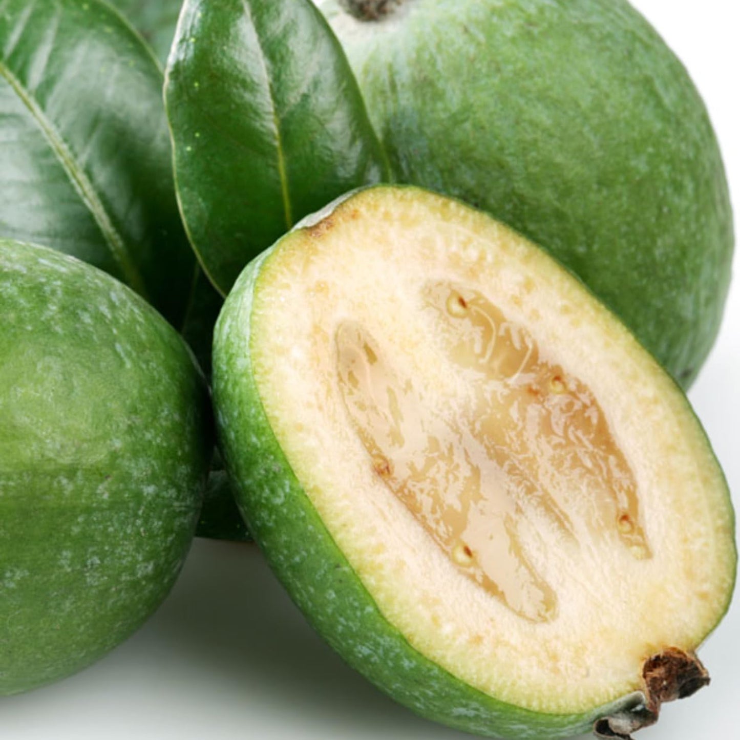 Pineapple Guava Live Plant, 4-8” Tall, Hardy Guava Fruit Tree for Garden