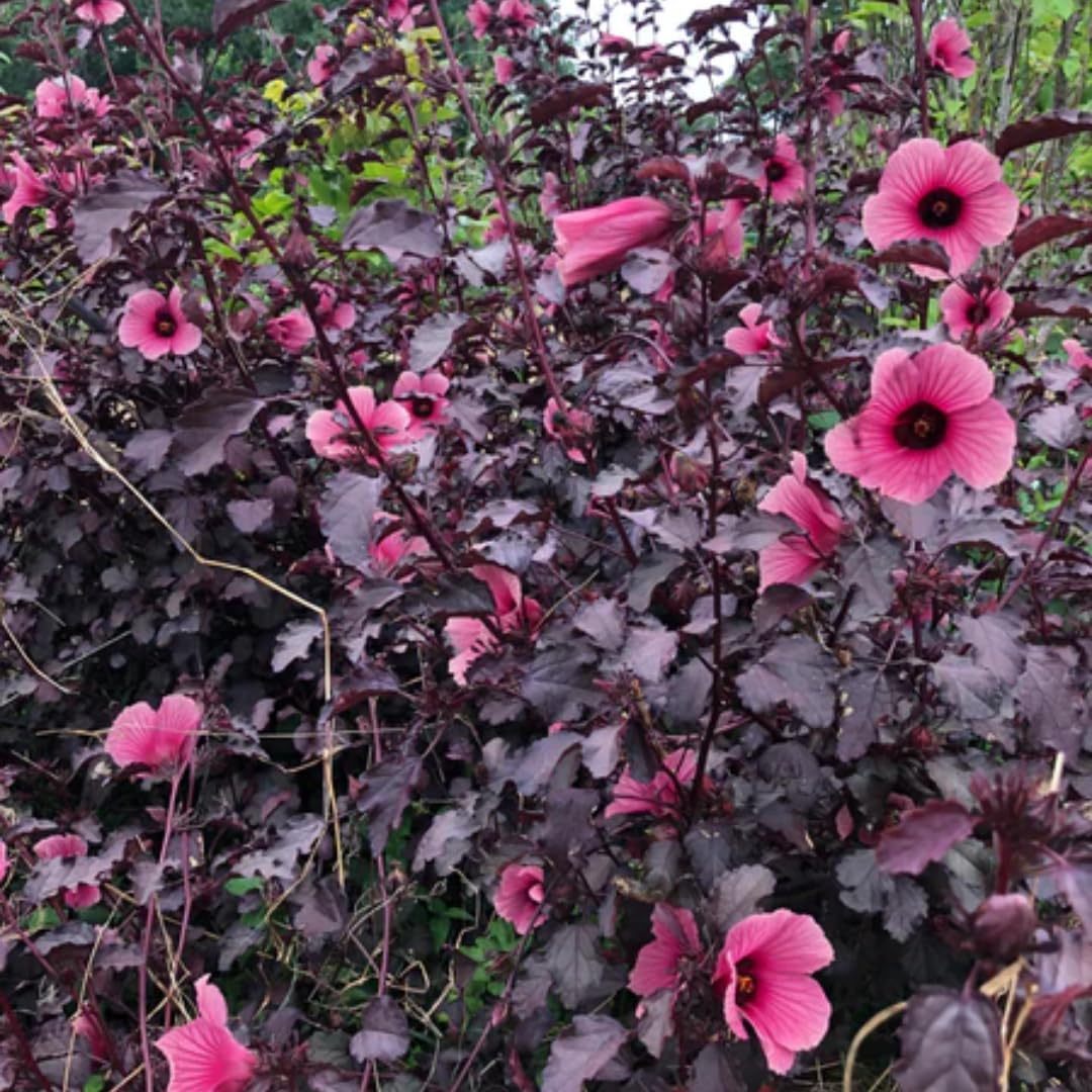 Cranberry Hibiscus Plant Live, Cold Hardy, Size 4-6" in Tall, Dormant in Winter, Spring Blooms, Hibiscus Trees Perennial Flower, No Pot