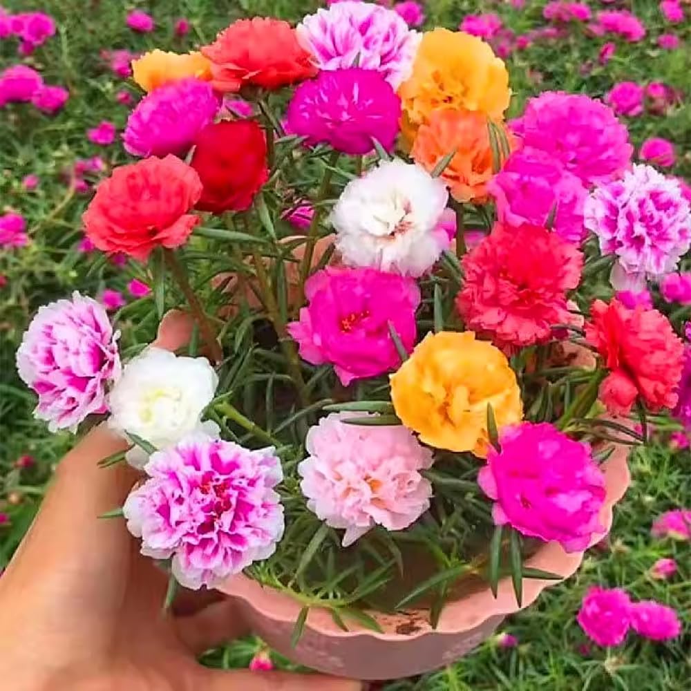 Portulaca Moss Rose Plants Live, 4 to 6 Inc Tall, Live Moss Rose Plant, Mix Portulaca Flower Ground Cover Plant