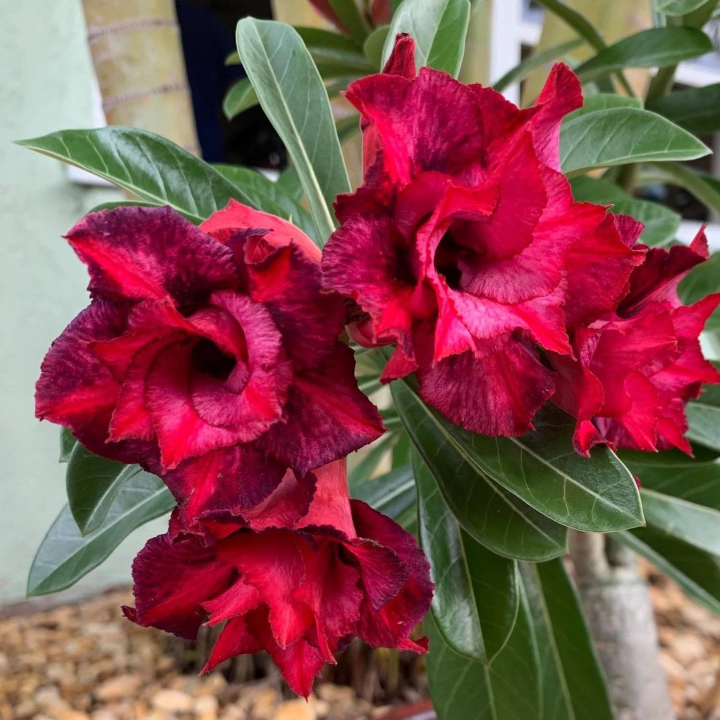 Desert Rose Live Plant, Adenium Desert Rose 4-8'' Tall, Hardy Flowering Succulent for Indoor Outdoor Gardens (Red Flowers)