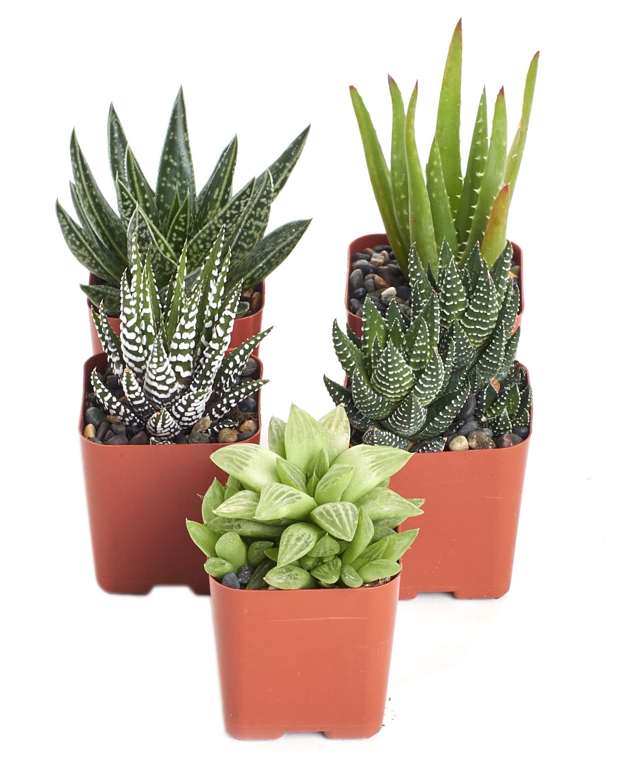 Shop Succulents | Haworthia Collection | Assortment of Hand Selected, Fully Rooted Alluring Miniature Aloe Live Indoor Succulent Plants, 5-Pack