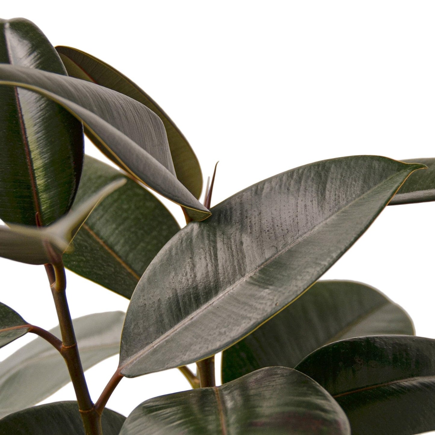3 Pack Ficus Elastica 'Burgundy' in 4in Pot - Live Plants Tropical Houseplants | Variegated | USA Growers | The Snobby Leaf