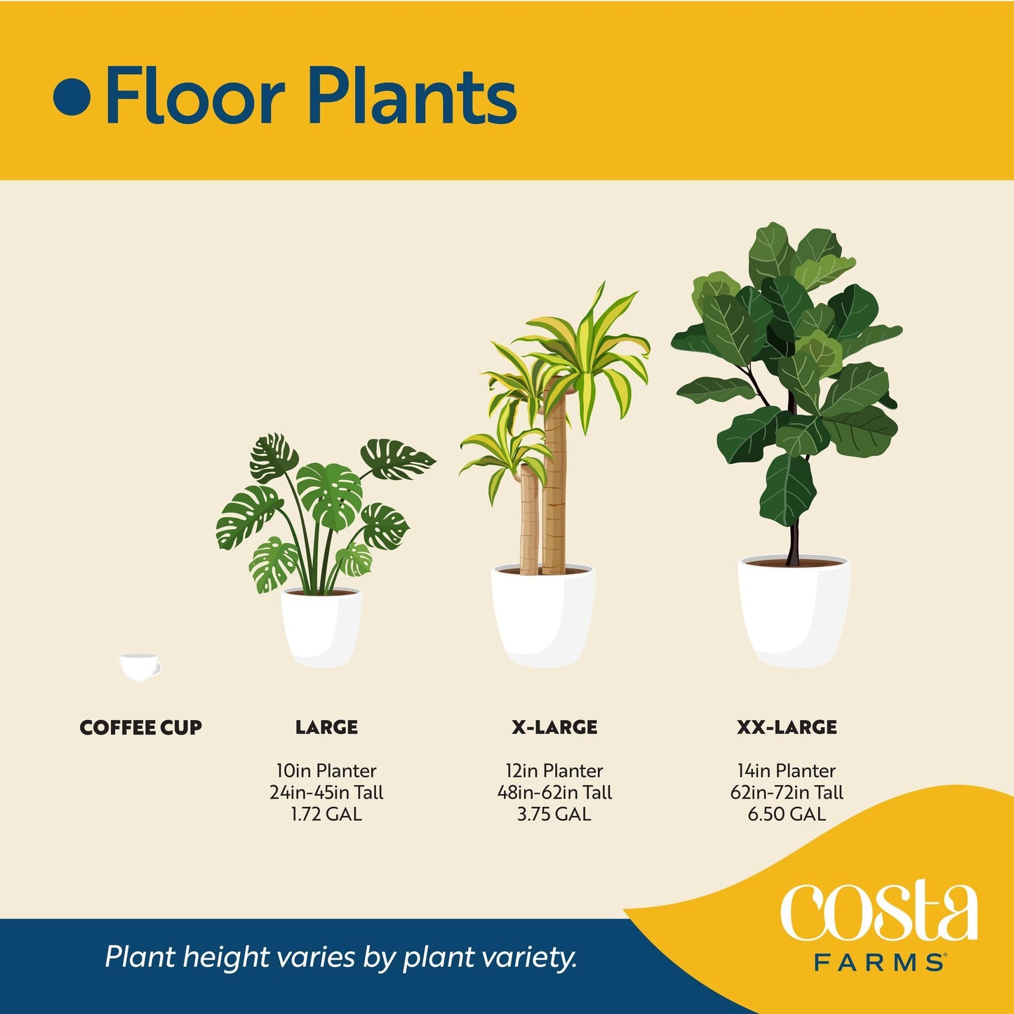 Costa Farms Calathea Live Plant in Decorative Pot, Large Indoor Houseplant, Perfect for Home, Room, or Office Decor, Great House Warming or Birthday Gift, 2-3 Feet Tall