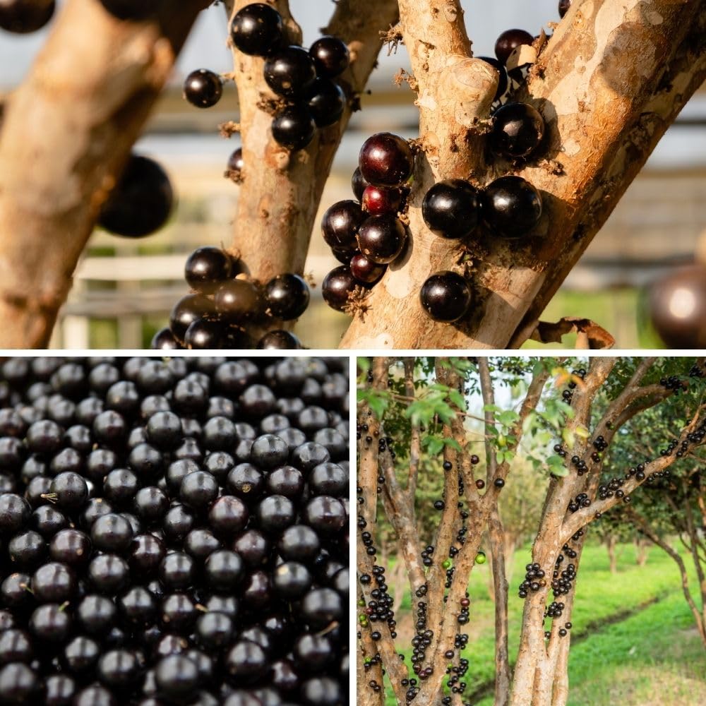 Sweet Black Jaboticaba Tree Live Plant, 2-3 Feet Tall, Jaboticaba Fruit Plants Live in 3 Gallon Pot, Jabuticaba Grapetree for Planting Outdoor Indoor, No Ship to CA