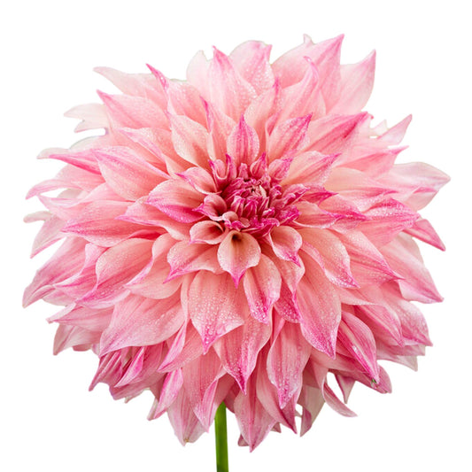 Easy to Grow Dahlia Cafe au Lait Royal 3 Clumps of Tubers, Large Pink Flowers Blooms in Summer to Fall Sun, Plant in Spring