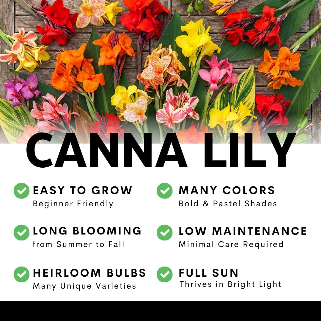Variegated Giant Canna Lily Bulb for Planting – 1 Rhizome, Tropical Tall Flower Plant, Striped Leaves, Outdoor Garden or Container Plant, Summer Blooming Ornamental Easy to Grow (1 Bulb)