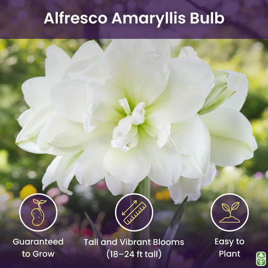 Alfresco White Amaryllis Bulb – Large Bulb for Planting, 4-8 Very Large Blooms, 16–24" Tall – Elegant Indoor & Outdoor Plant – Ideal for Seasonal Decor – Low-Maintenance Amaryllis Bulb (Not in Wax)