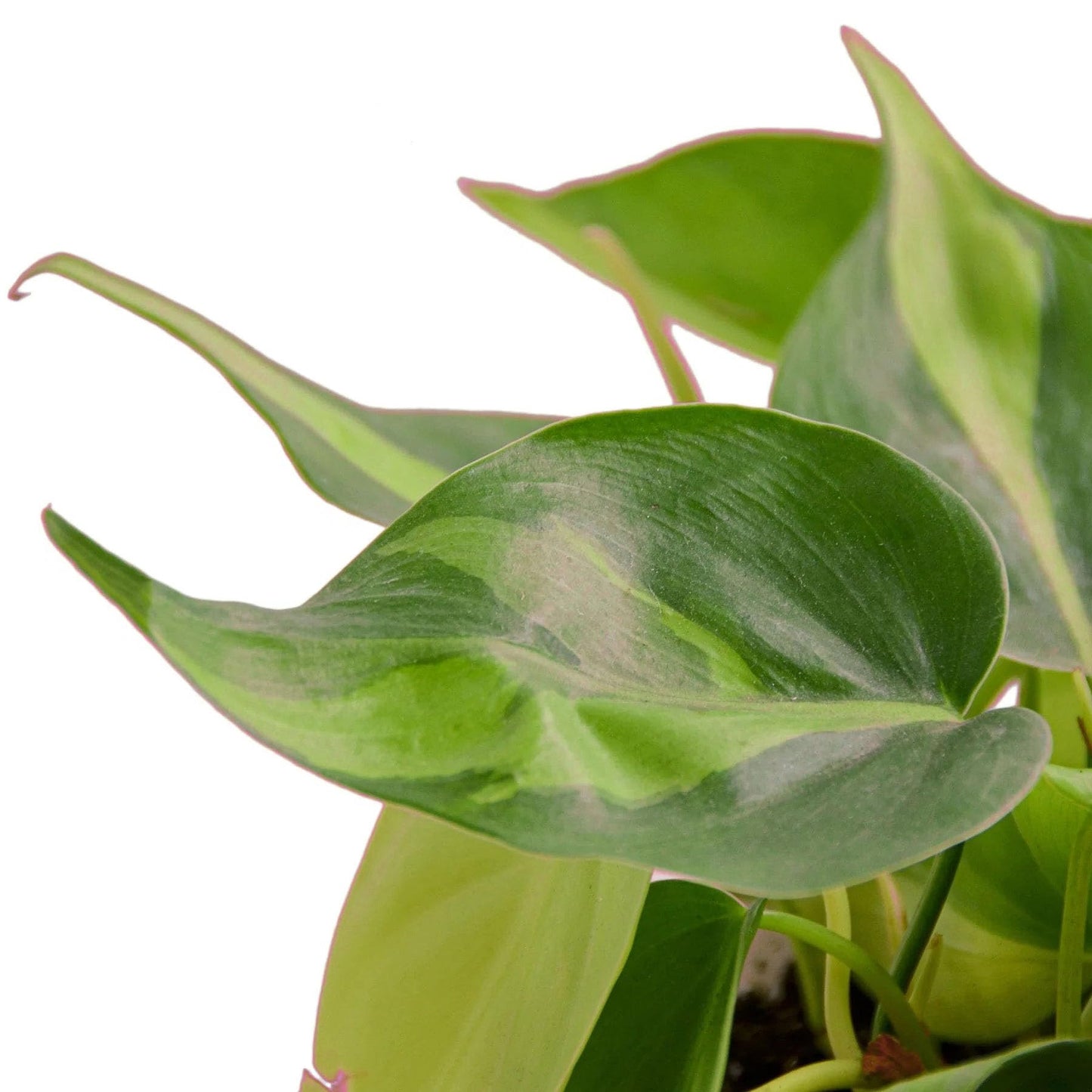 5 Pack Philodendron 'Brasil' in 4in Pot - Live Tropical Houseplant - Easy to Grow | Air Purifying | Variegated | USA Growers | The Snobby Leaf