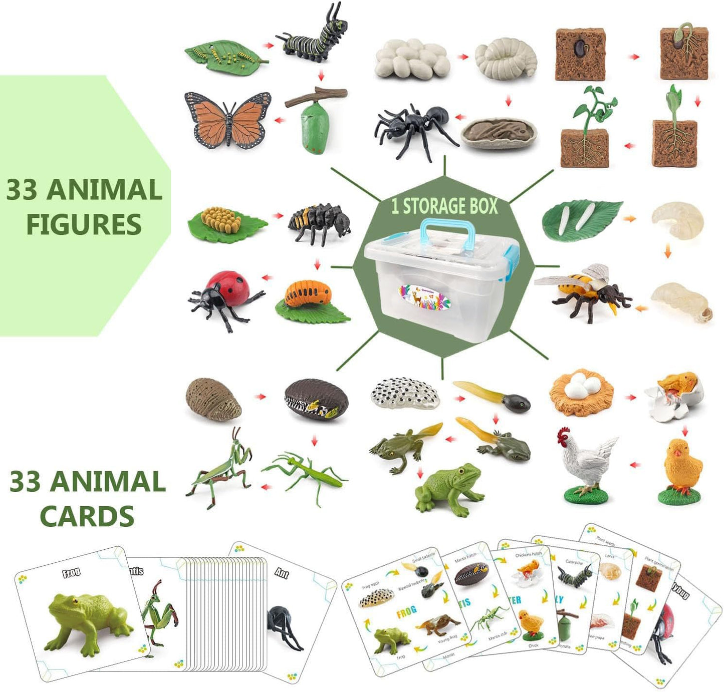 QuarenDen Life Cycle Animal Kit, 33 PCS, Montessori Toy, Realistic Figurine Set, Kids Animal Match Sets Game with Frog, Butterfly, Chicken, Learning & Educational Gift for Age 3+ Boy and Girl