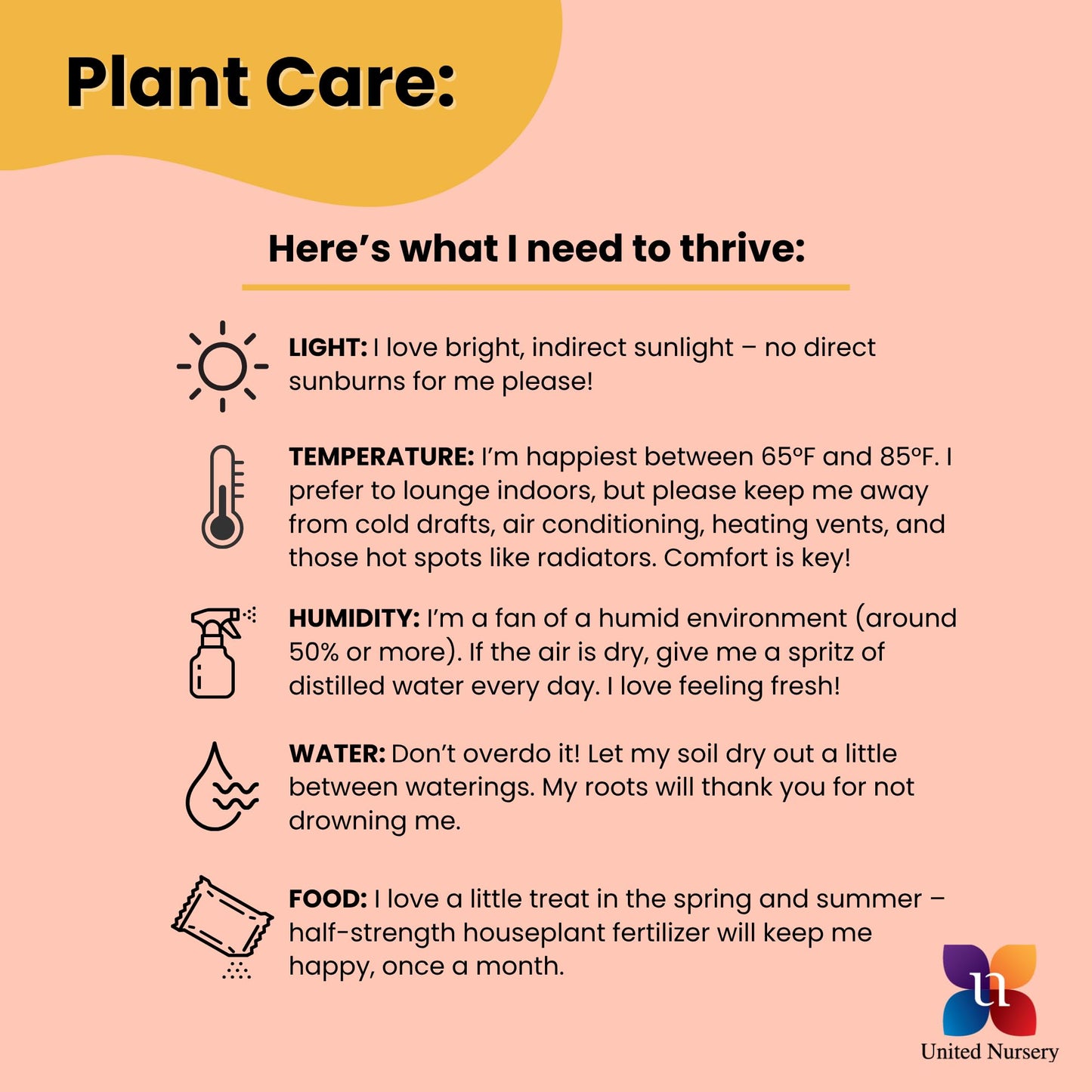 United Nursery Black ZZ Plant – 10-Inch Grower Pot – 24–26” Tall – Zamioculcas zamiifolia ‘Black’ – Low-Light, Easy-Care Indoor Plant with Glossy Dark Foliage – Modern Tropical Houseplant
