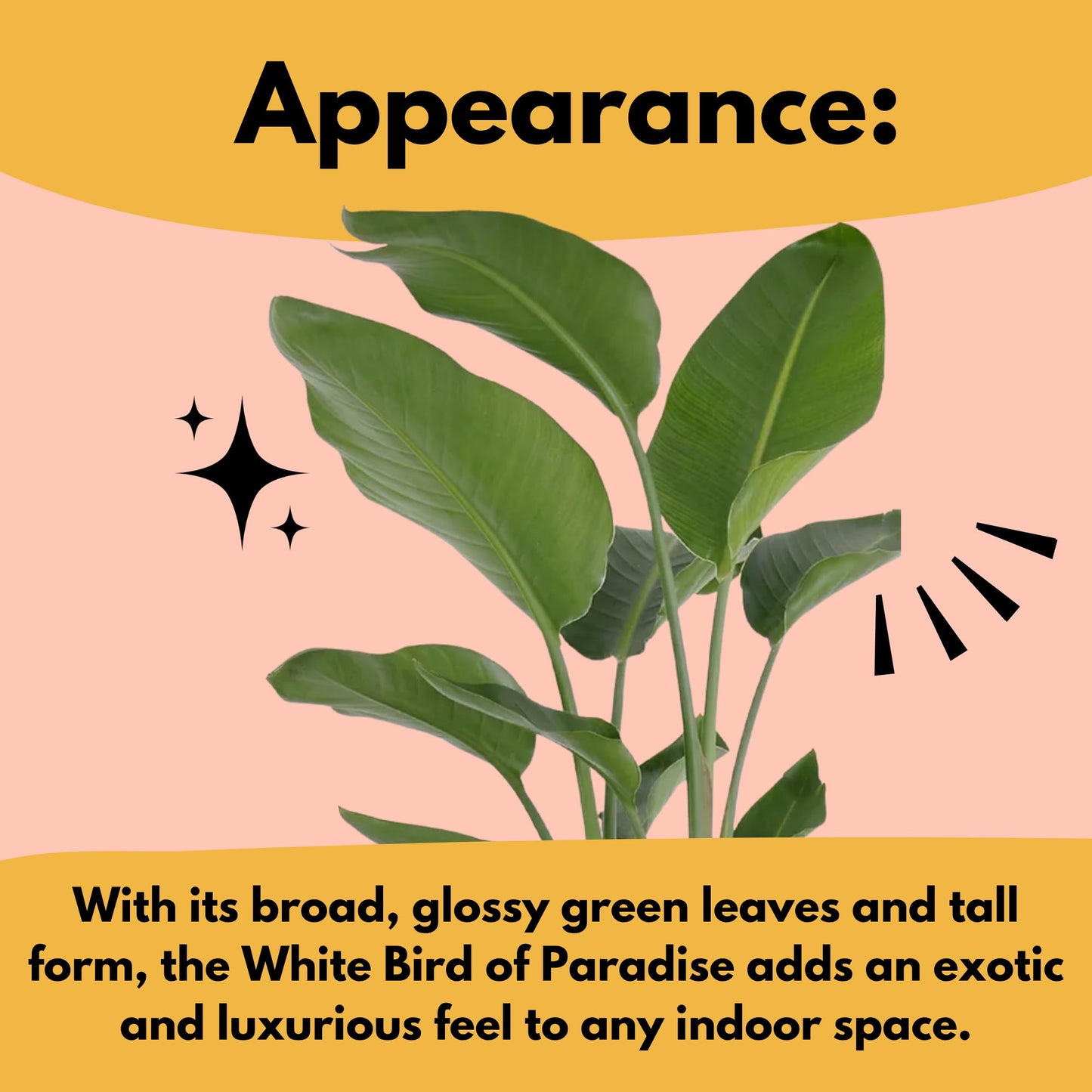 United Nursery White Bird of Paradise Bundle 2-Pack Large 32-36 inches Tall Live Indoor Tropical Plants 10-Inch Plant Pot, Strelitzia Nicolai Air Purifying Floor Plants for Office and Home Decor