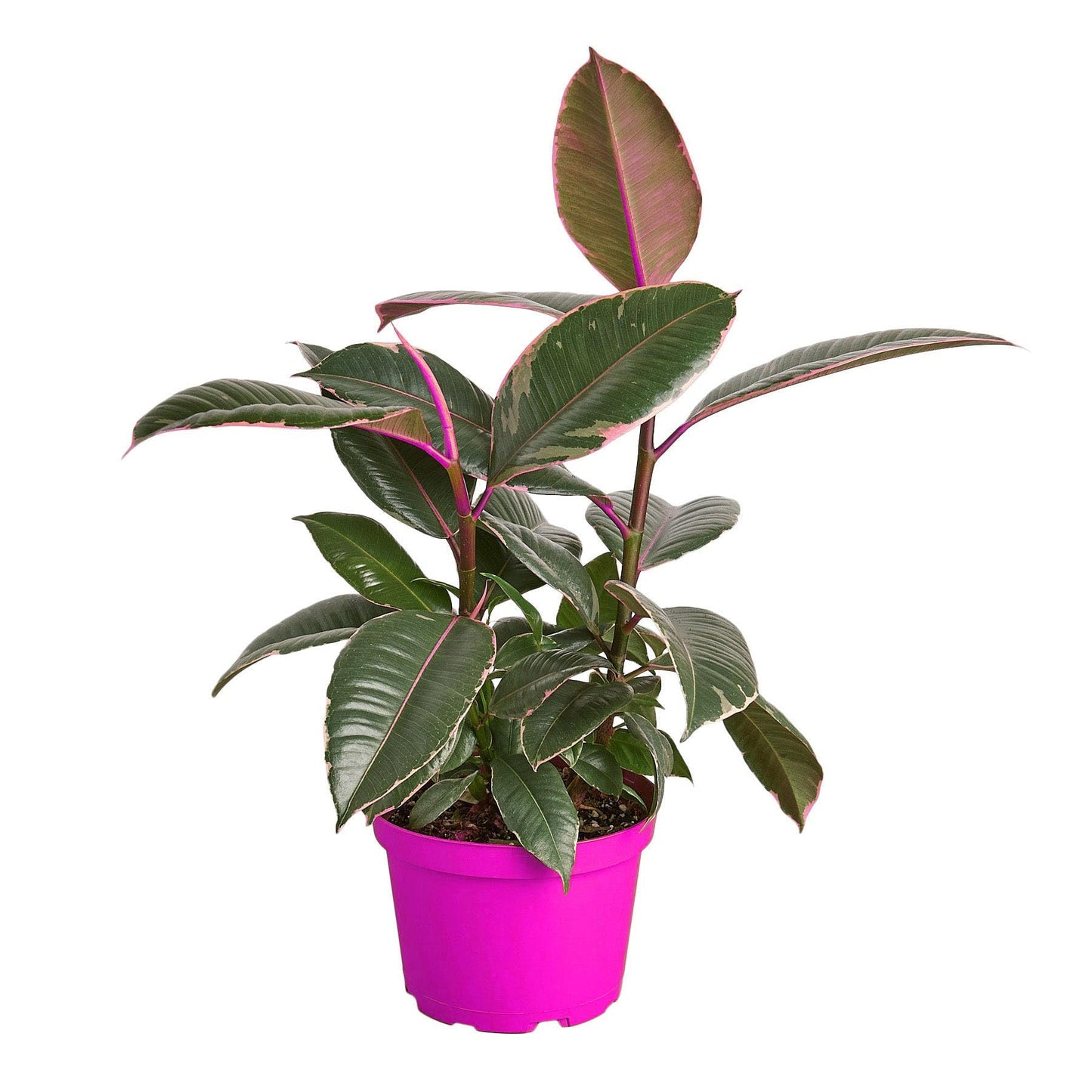 4 Pack Ficus Elastica 'Tineke' - 6" Pot in 6in Pot - Live Tropical Houseplant - Easy to Grow | Air Purifying | Variegated | USA Growers | The Snobby Leaf
