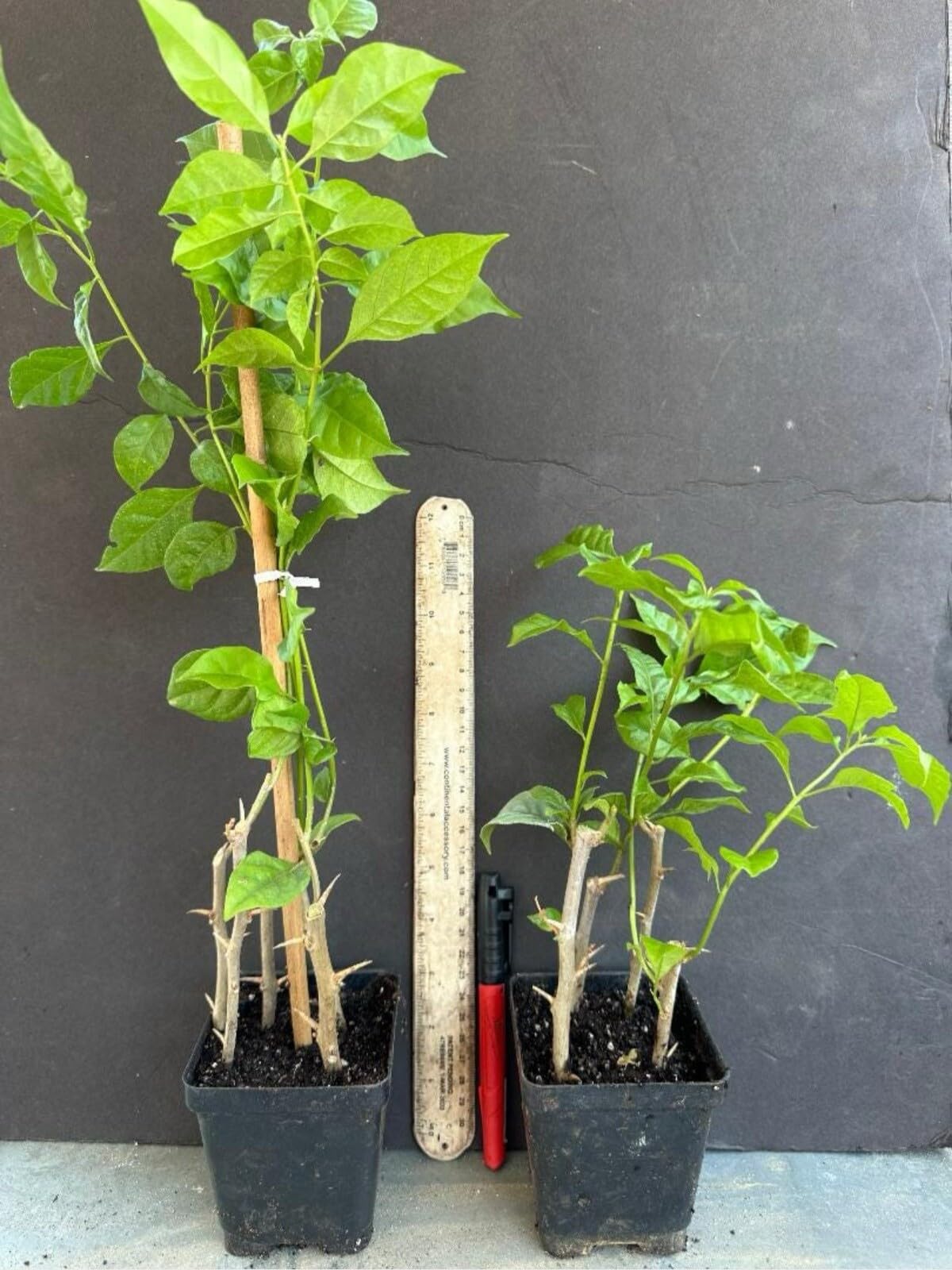 Live Plant - 4” Pot of California Gold Rooted Bougainvillea Plant