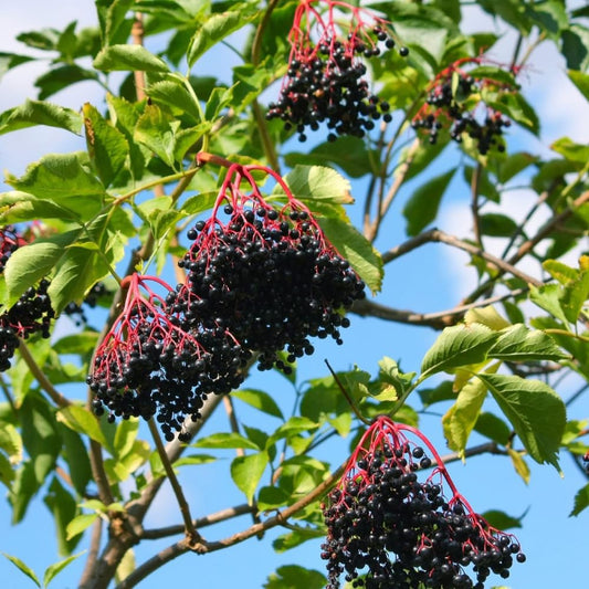 1 American Elderberry Plant Live, 7-11 Inch Height, Black Elderberry Bush Shrub to Grow Home Garden