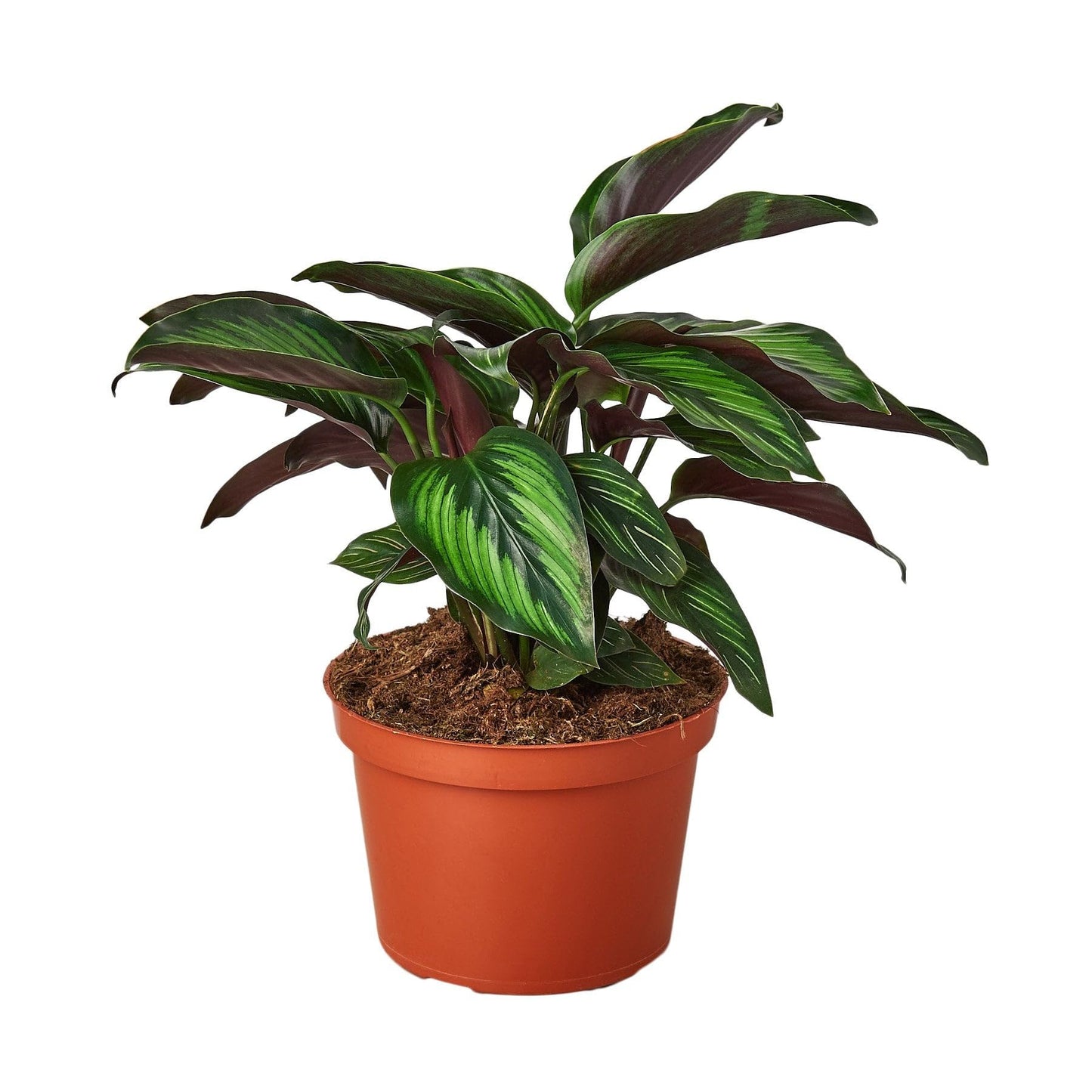 Calathea 'Beauty Star' in 4in Pot - Live Plants Tropical Houseplants | Variegated | USA Growers | The Snobby Leaf