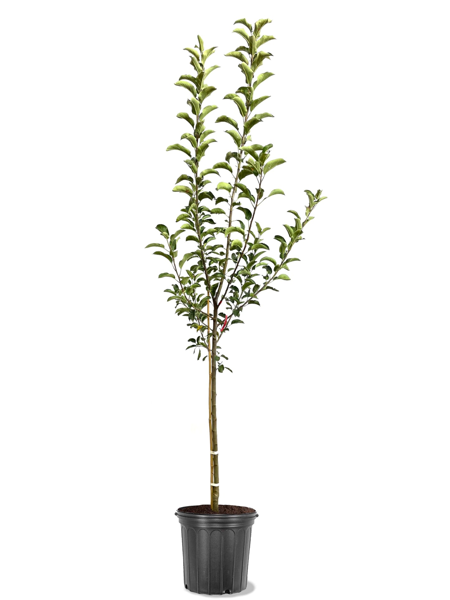 American Plant Exchange Apple Tree 'Winesap' – Live Fruit-Bearing Plant, 5-Gallon Pot, Cold Hardy, Sweet-Tart Edible Apples for Outdoor Orchards and Landscapes