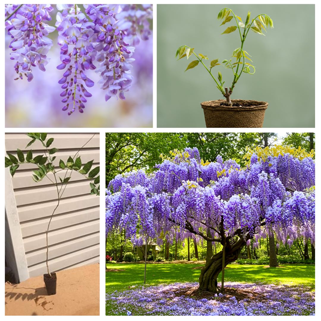 Purple Wisteria Seedlings for Planting - Live Tree Seedling to Grow - Wisteria sinensis - No Ship to California (1 Wisteria Plant)