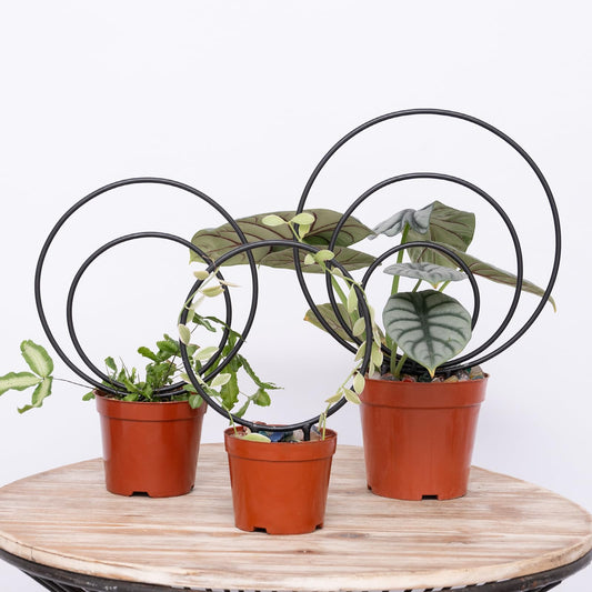 YOHSNOR Hoya Trellis Set of 3 Round Climbing Plant Supports - Small, Medium, Large - Sturdy Metal for Indoor & Outdoor Potted Plants - Easy Tool-Free Assembly - Great Choice for Plant Enthusiasts