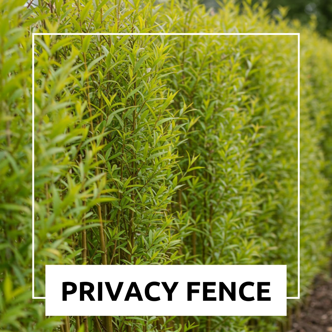 24 Jumbo Hybrid Willow Tree Cuttings - Approx 10 inches Tall, 5/8 in- 1+ Inch Thick Root Stock - Fast Privacy Shade Trees - Easy to Grow
