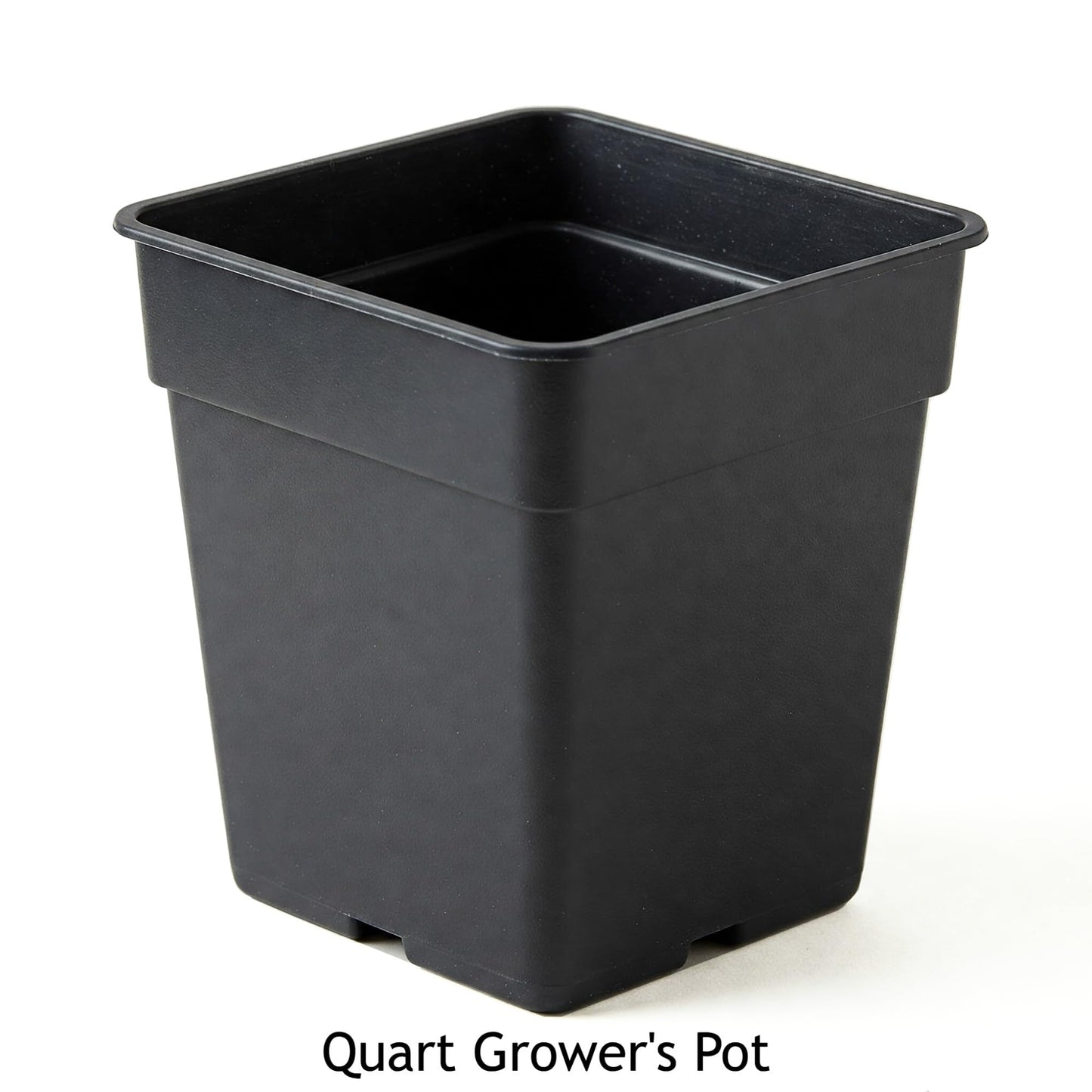 Easy to Grow Caper Bush 1 Plant - Potted Culinary Shrub in a Quart Pot, Summer Fragrant Flowers in Sun - Drought, Heat & Poor Soil Tolerant